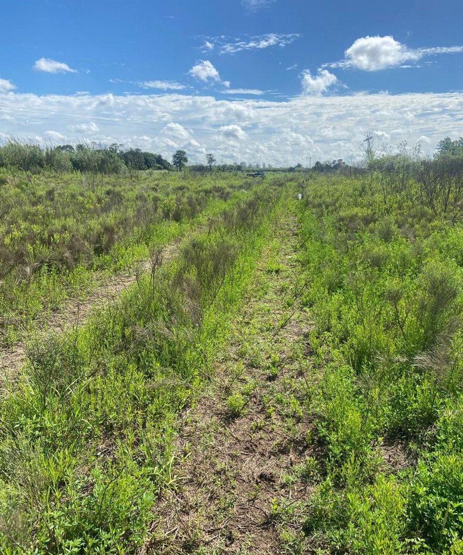 Foto de VENTA CAMPO O TERRENO EN PEREZ, imagen 3