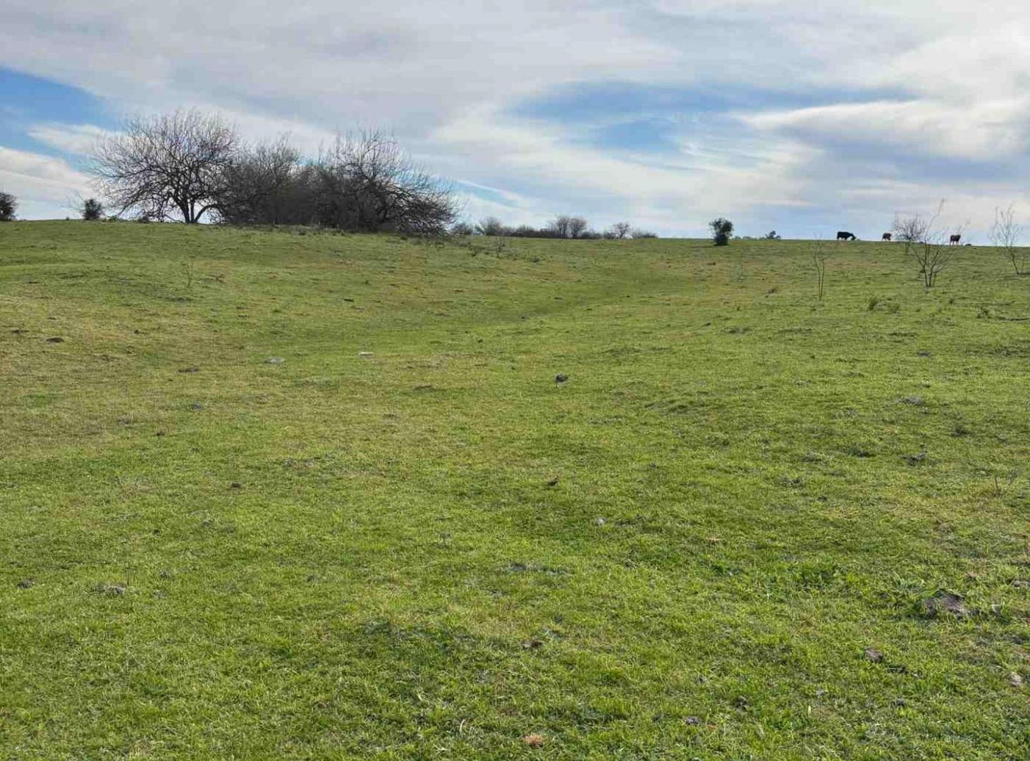 Foto de CAMPO EN VENTA 52 HECTAREAS FIGHIERA, imagen 2