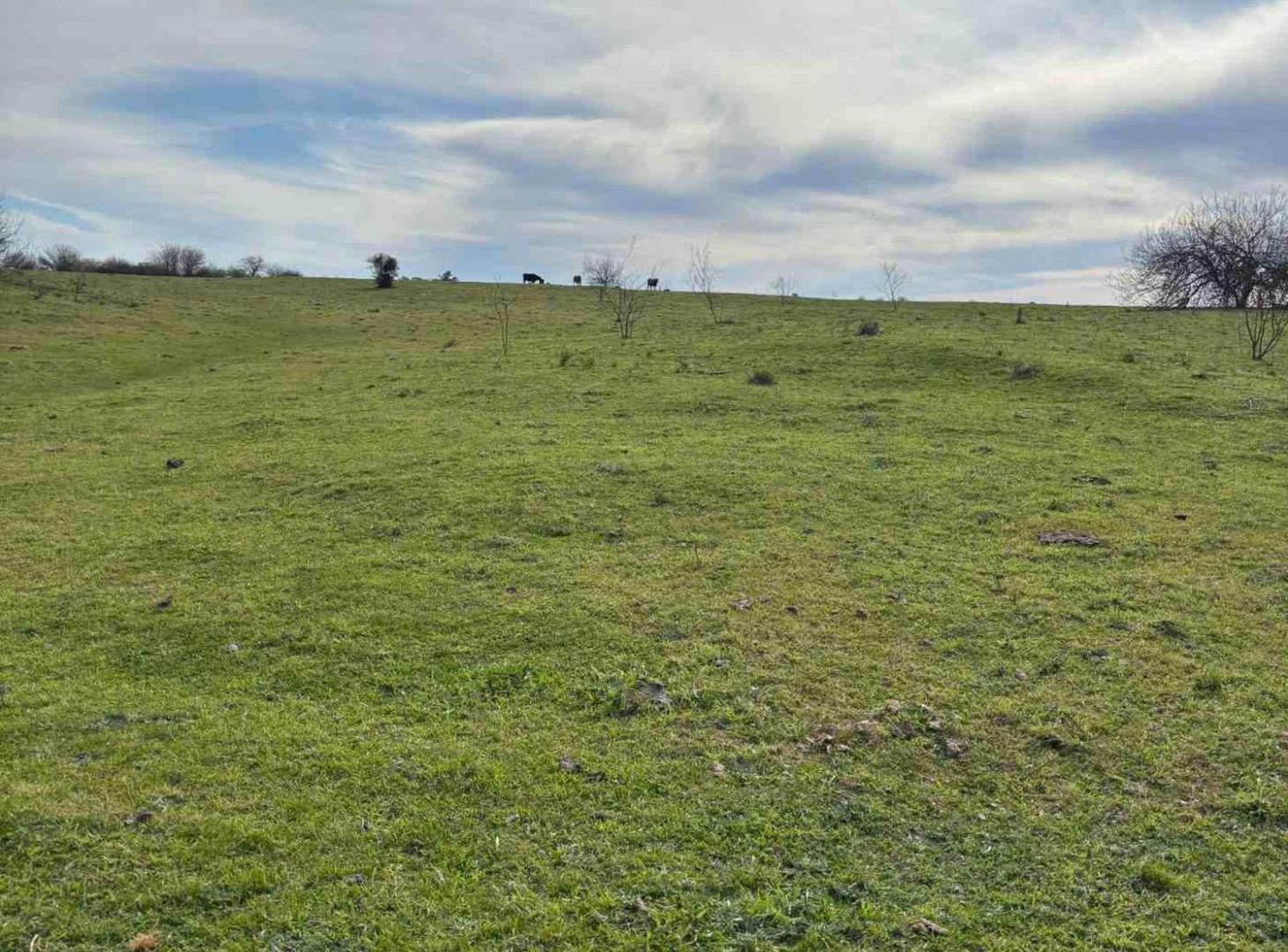 Foto de CAMPO EN VENTA 52 HECTAREAS FIGHIERA, imagen 4
