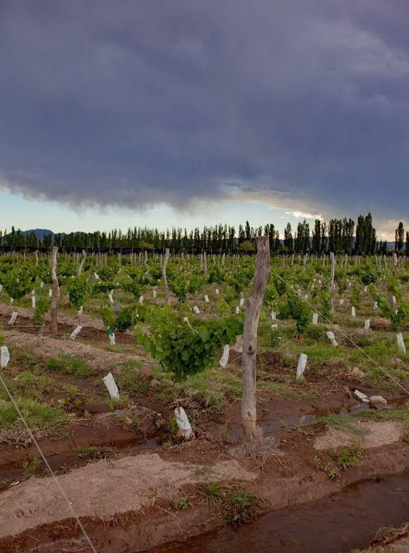 VENTA PARCELAS DE VID RAMA CAIDA SAN RAFAEL MDZ 3