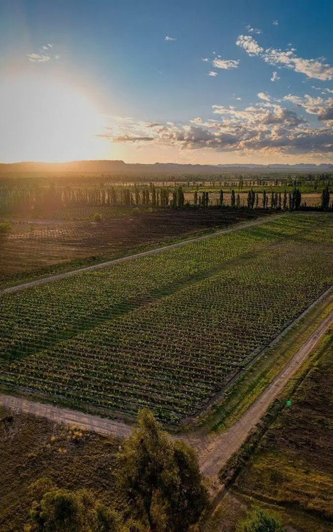 INVERSIÓN ÚNICA: PARCELA PROPIA + 80 BOT. MALBEC 5