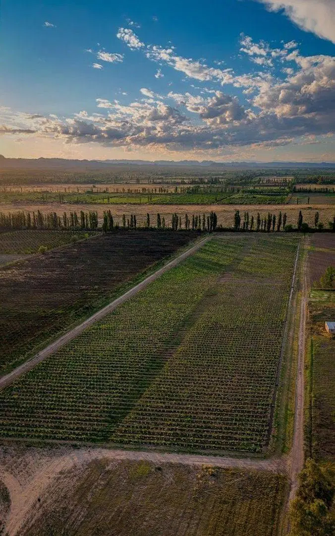 INVERSIÓN ÚNICA: PARCELA PROPIA + 80 BOT. MALBEC 3