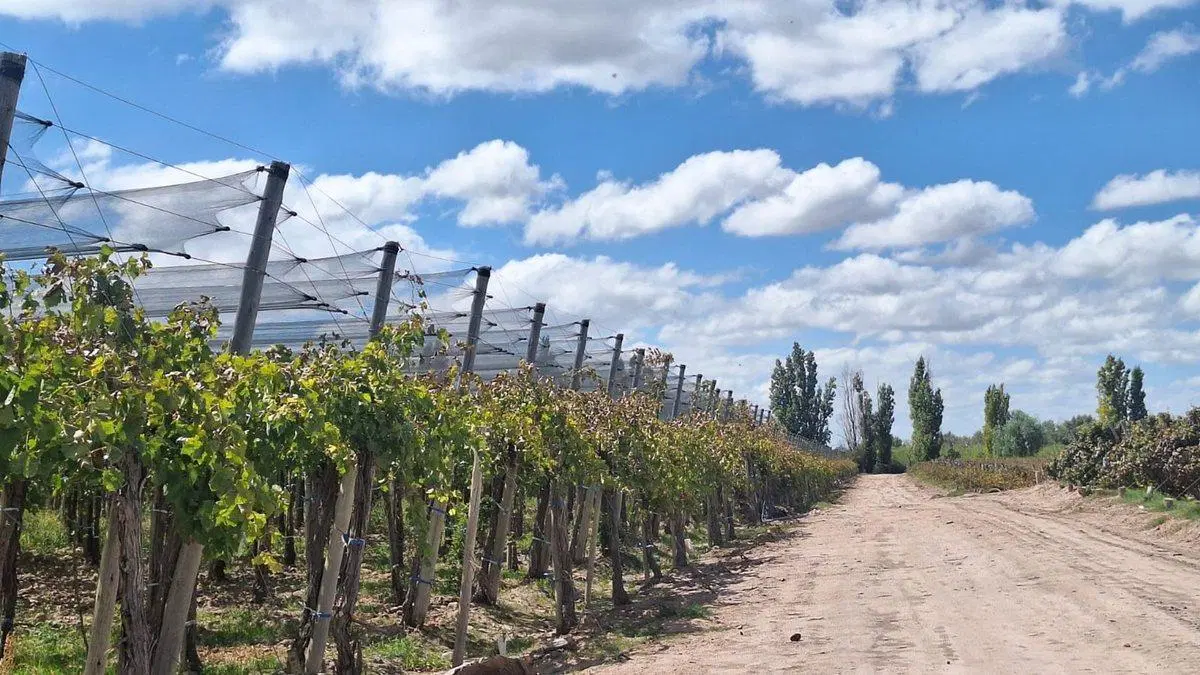 Venta de Finca en producción. 3