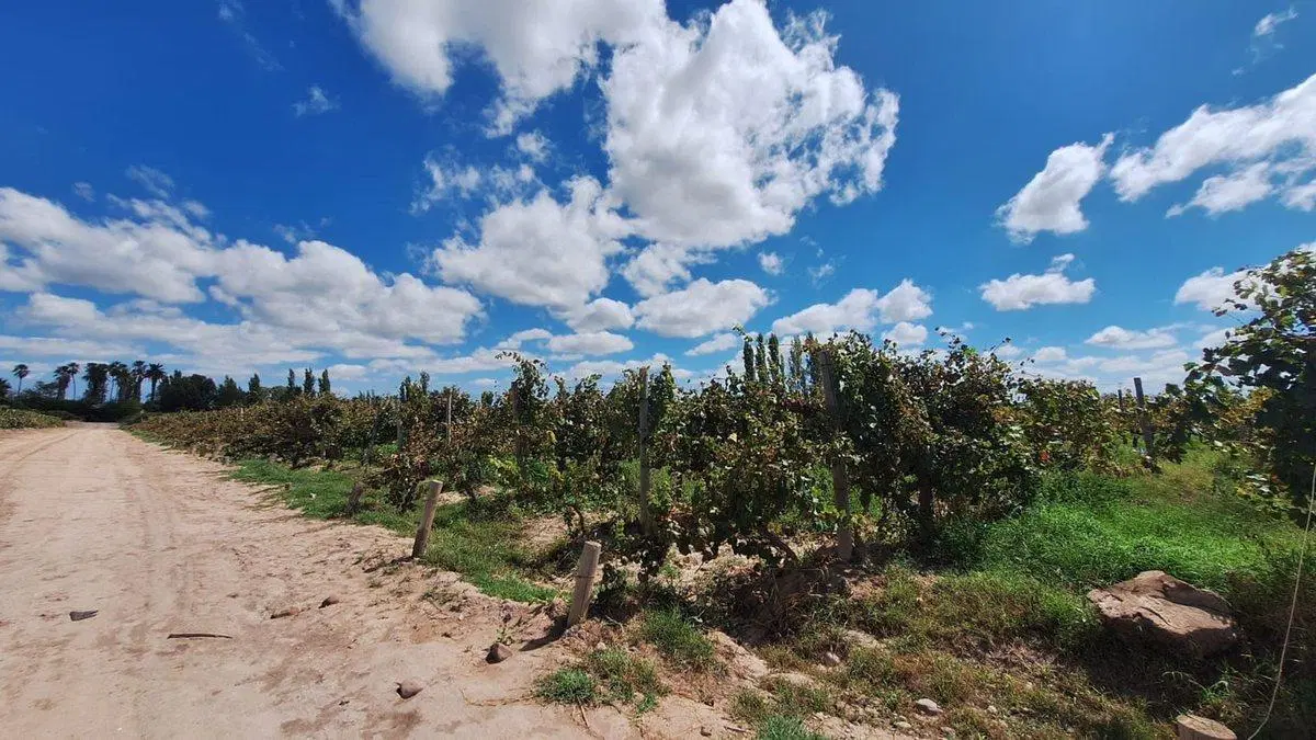 Venta de Finca en producción. 5