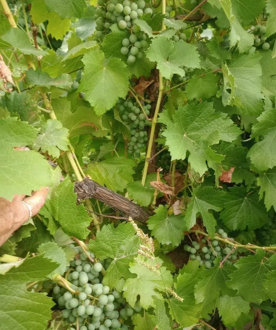 Venta de Finca en producción. 4
