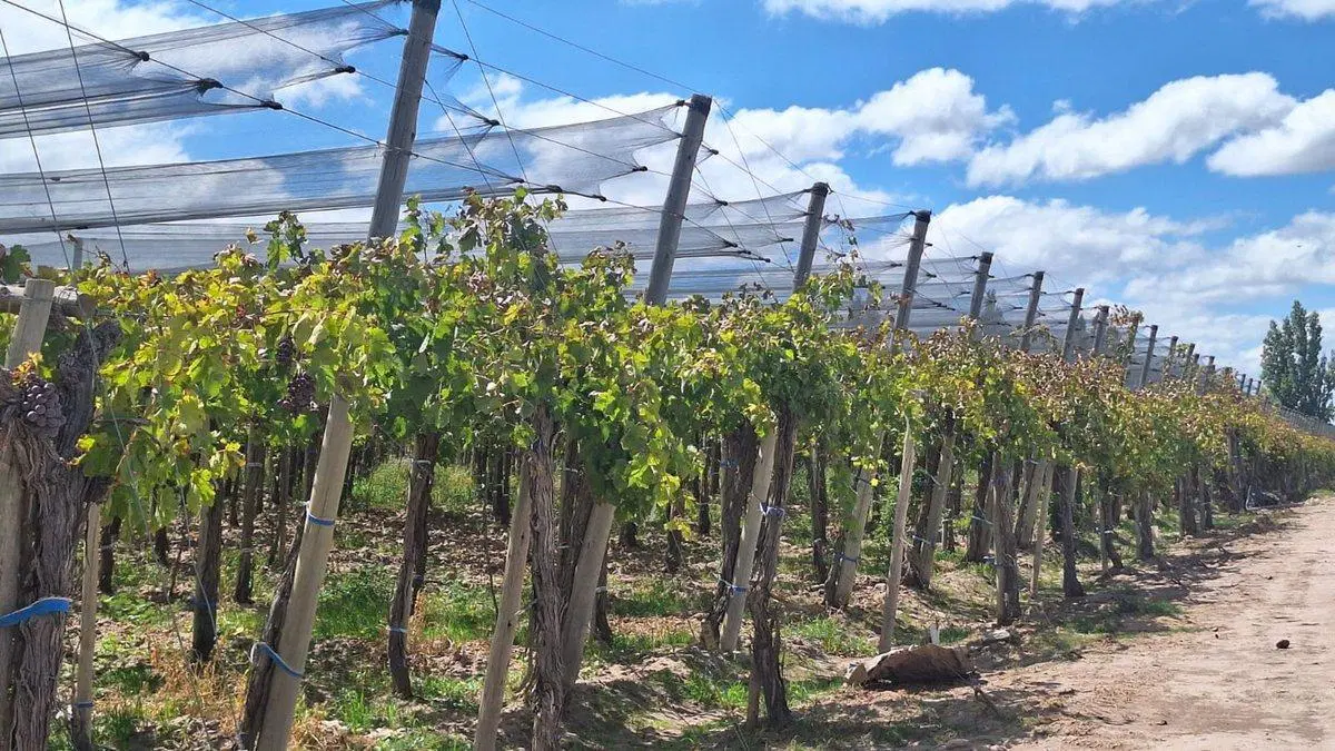 Venta de Finca en producción. 5