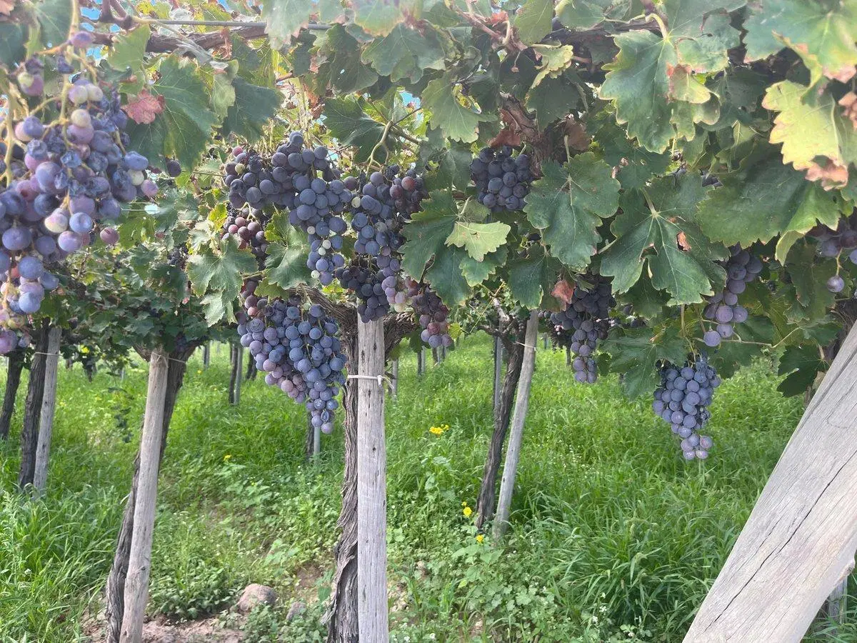 VENTA DE FINCA EN SAN MARTIN 3
