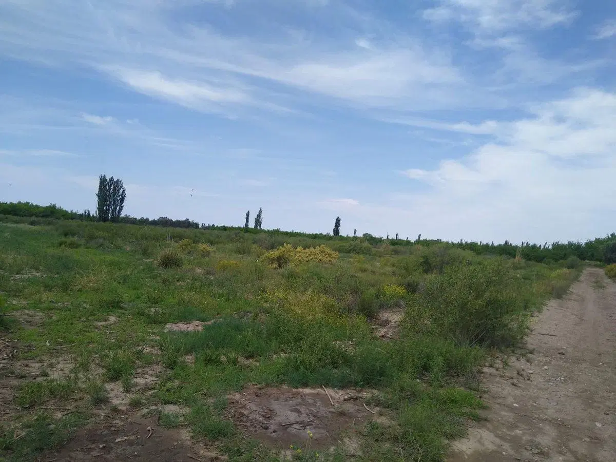 VENTA CAMPO AGRICOLA - CAÑADA SECA -SAN RAFAEL 2