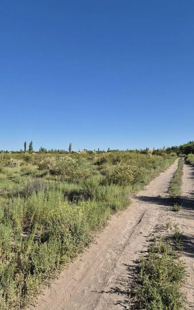 VENTA CAMPO AGRICOLA - CAÑADA SECA -SAN RAFAEL 3