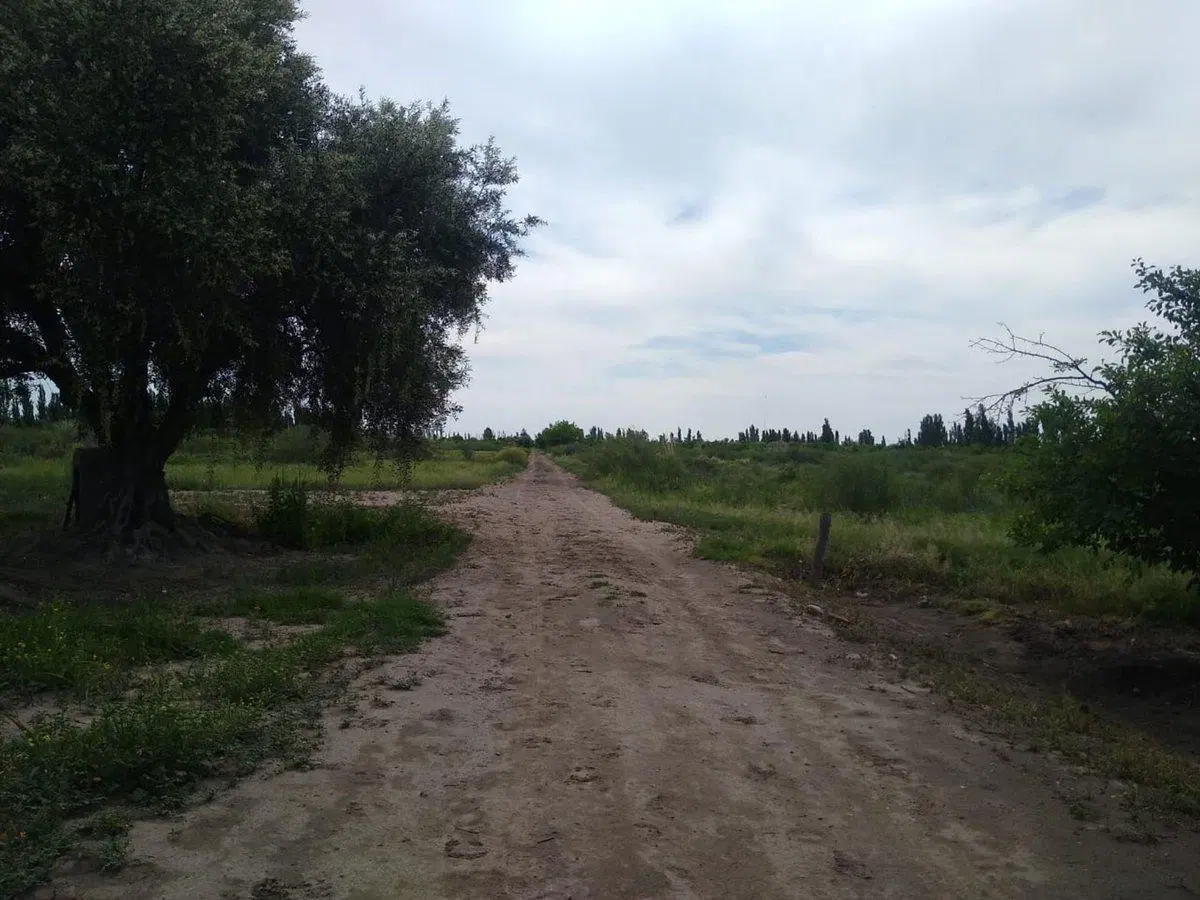 VENTA CAMPO AGRICOLA - CAÑADA SECA -SAN RAFAEL 5