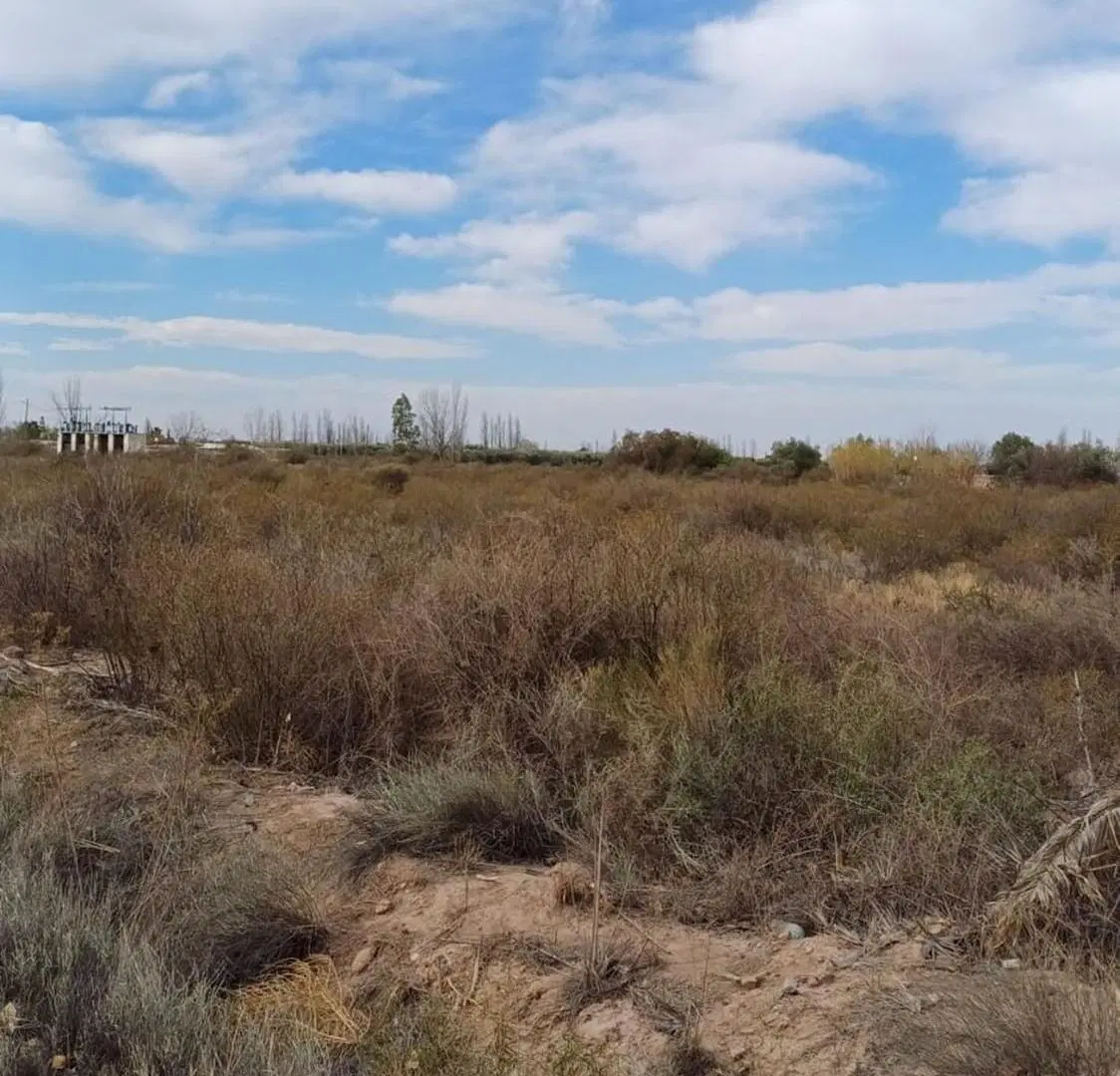 Campo en Cruz de Piedra Maipu apto para cultivo 3