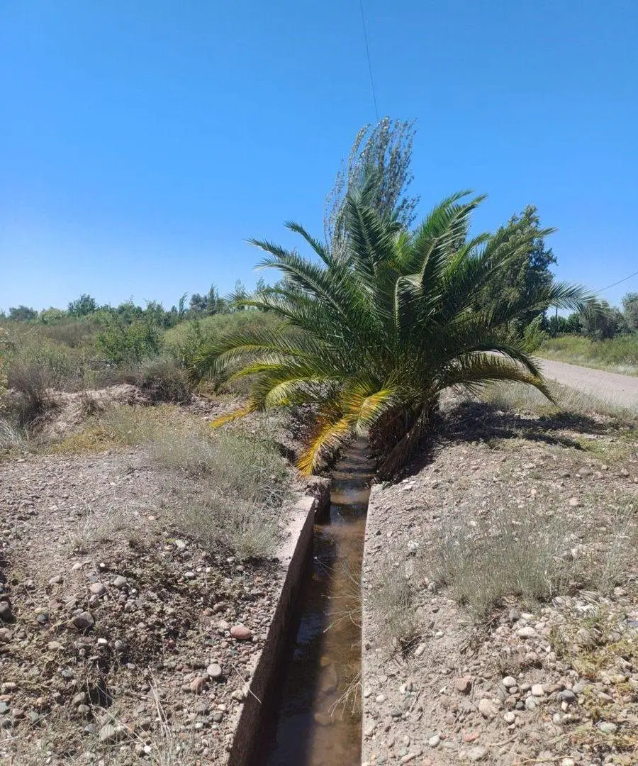 Campo en Cruz de Piedra Maipu apto para cultivo 5