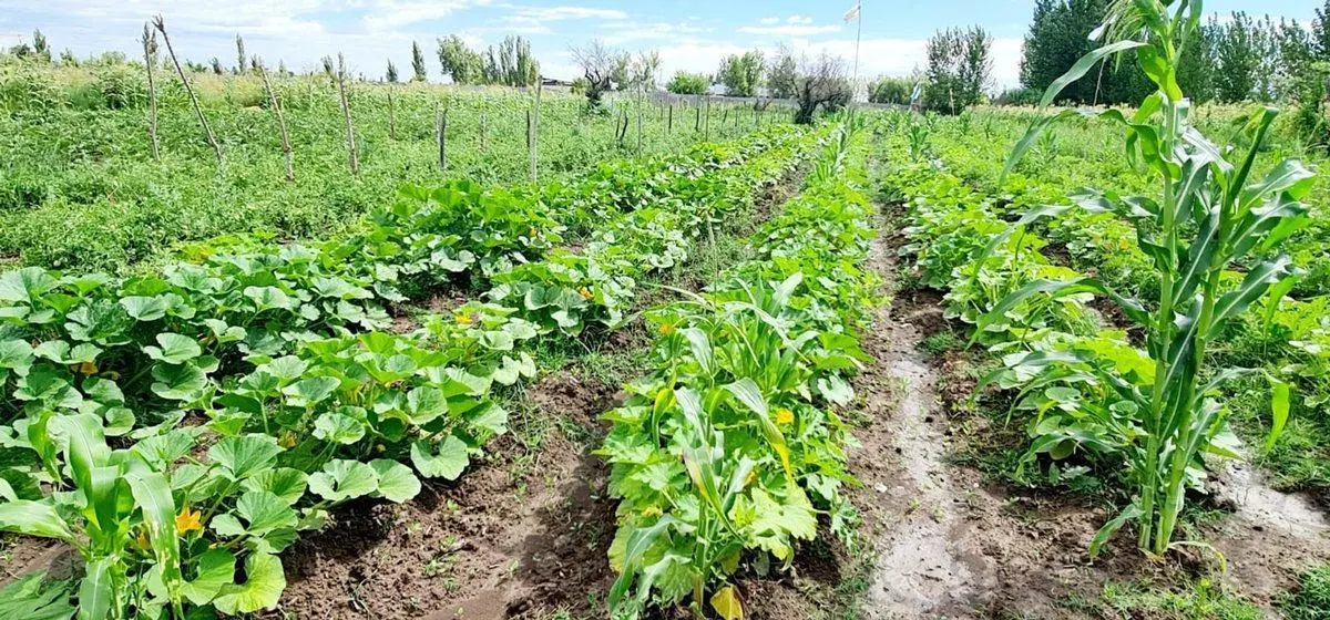 VENTA FINCA 5,8 HECTAREAS CORRALITOS GUAYMALLEN 2