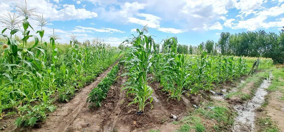 VENTA FINCA 5,8 HECTAREAS CORRALITOS GUAYMALLEN 3