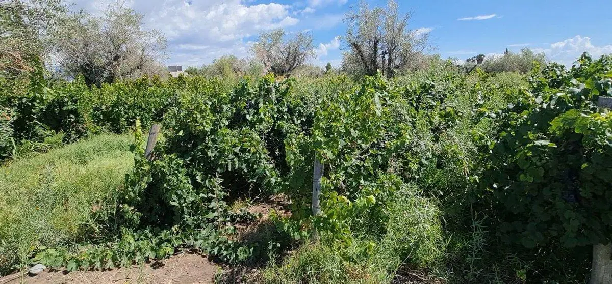 VENTA FINCA 5,8 HECTAREAS CORRALITOS GUAYMALLEN 5