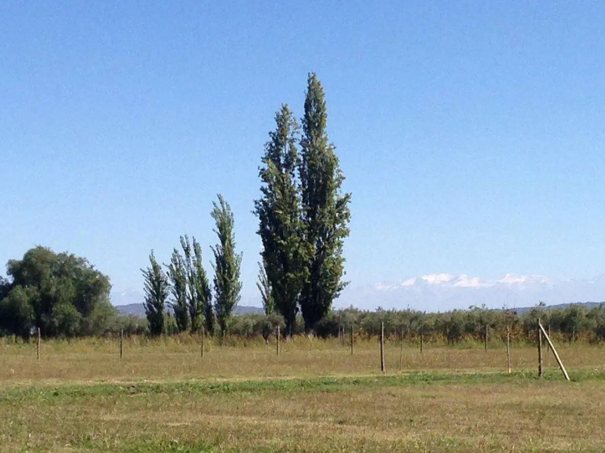 Lote Maipu  100 % FINANCIADO " Viejo Viñedo" 5