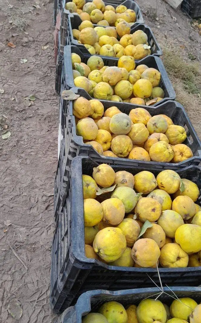 Finca Membrillera en Lavalle 4
