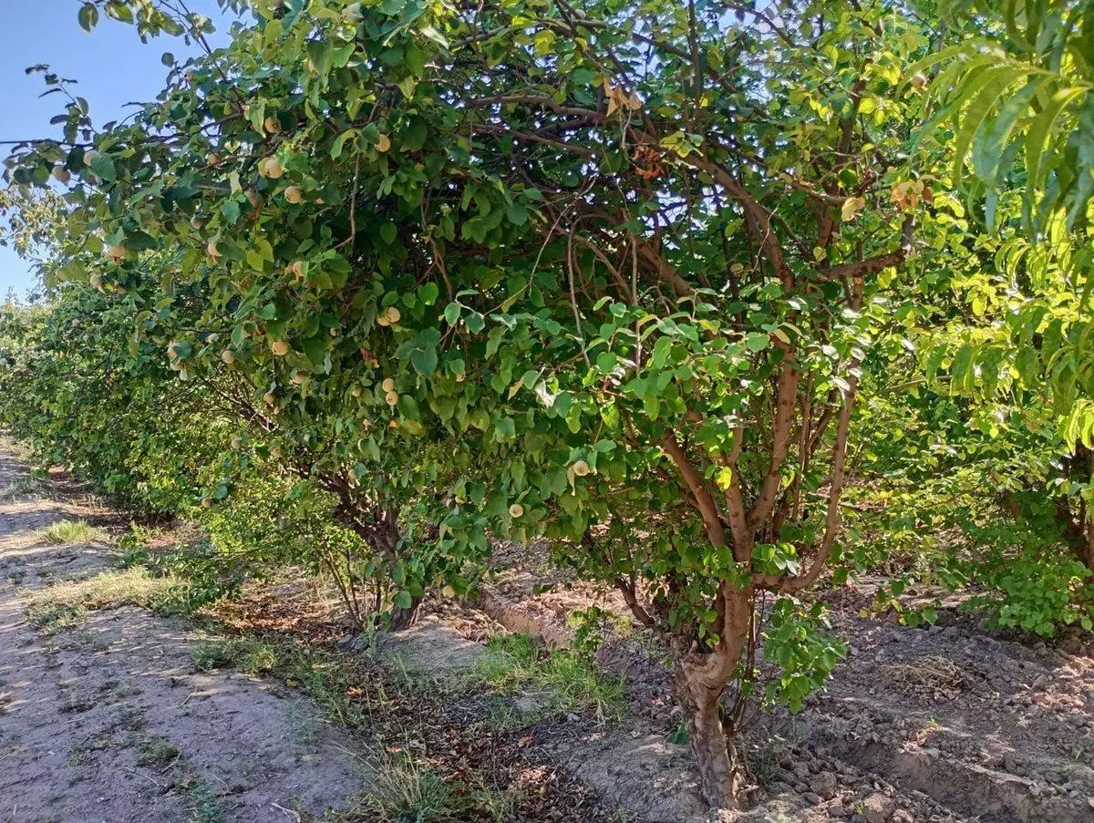 Finca Membrillera en Lavalle 2