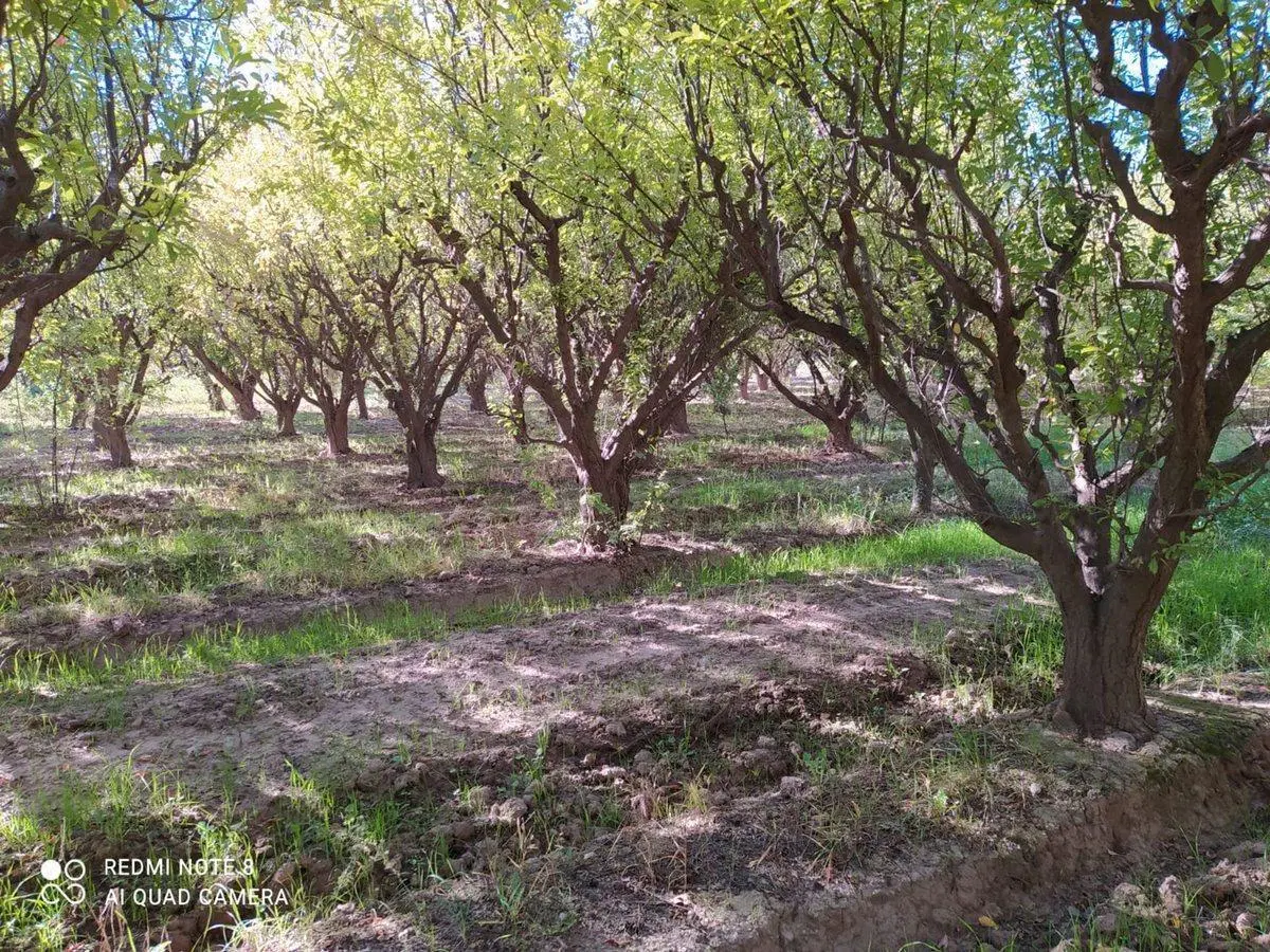 Finca Membrillera en Lavalle 3