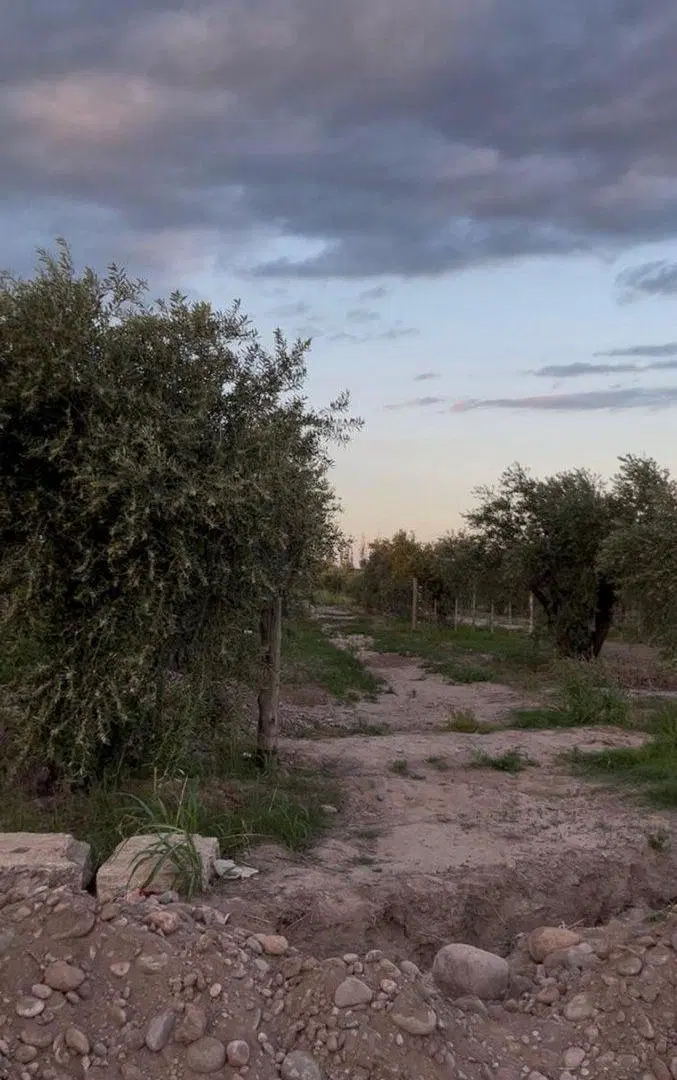 Venta de finca Russell 5000 mts. Producción Olivos 3