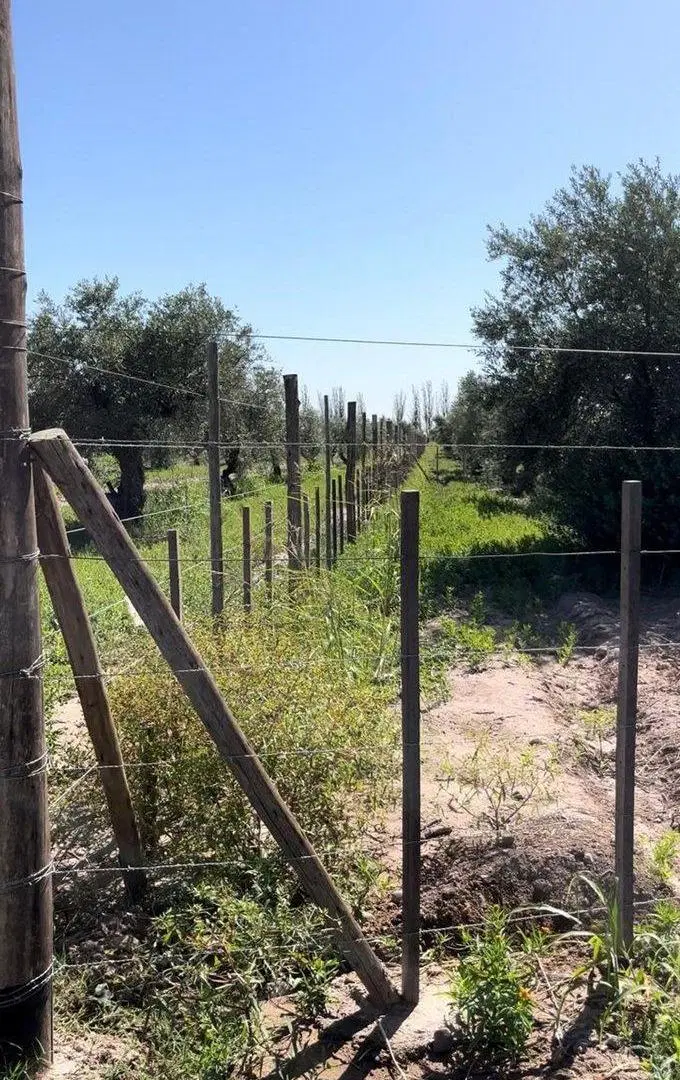 Venta de finca Russell 5000 mts. Producción Olivos 2