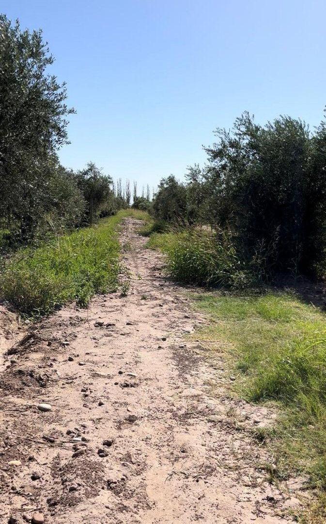 Venta de finca Russell 5000 mts. Producción Olivos