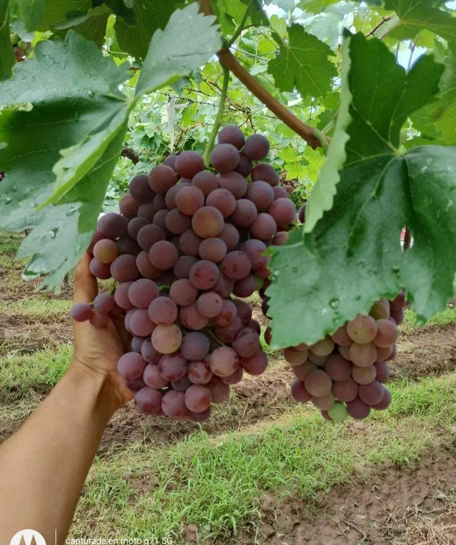 Venta de Finca en producción. 4