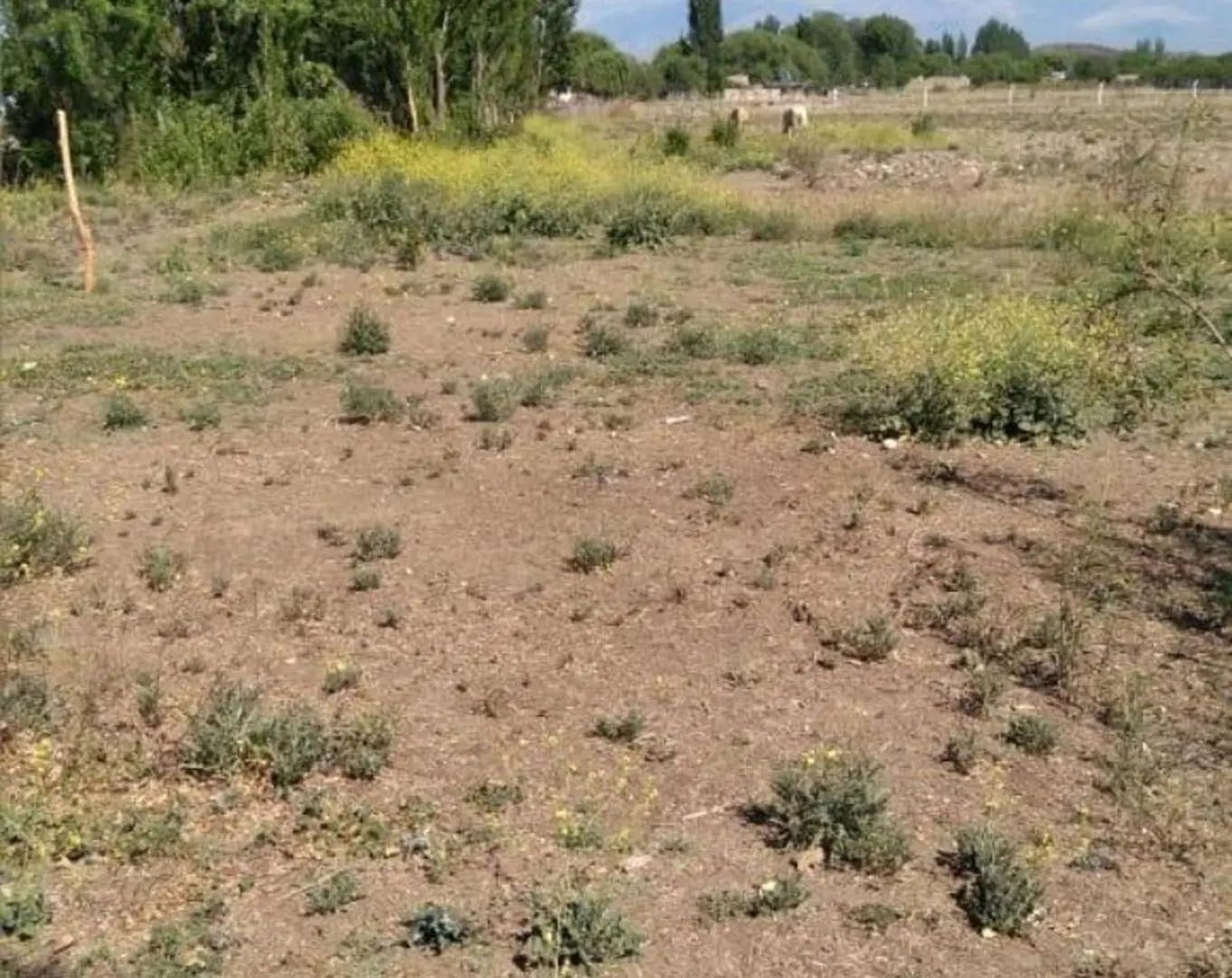 Terreno Ideal para desarrollos, San Jose Tupungato 3