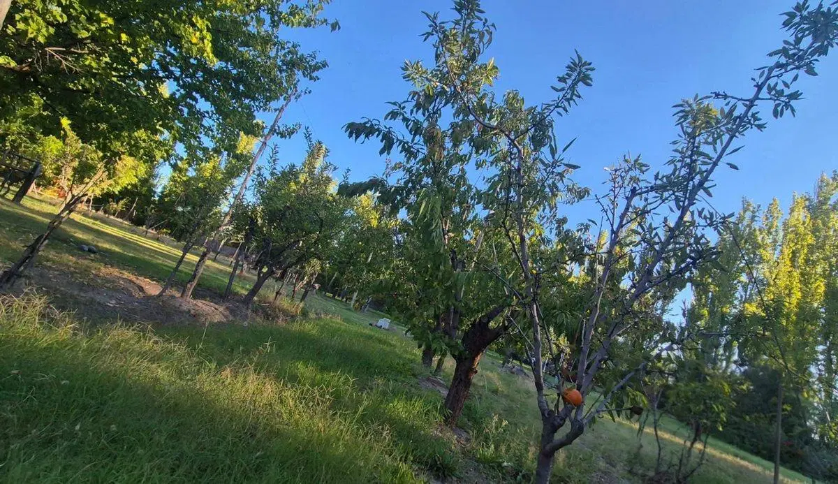 VENTA CASA QUINTA C/PILETA Y FRUTALES-RAMA CAIDA 2