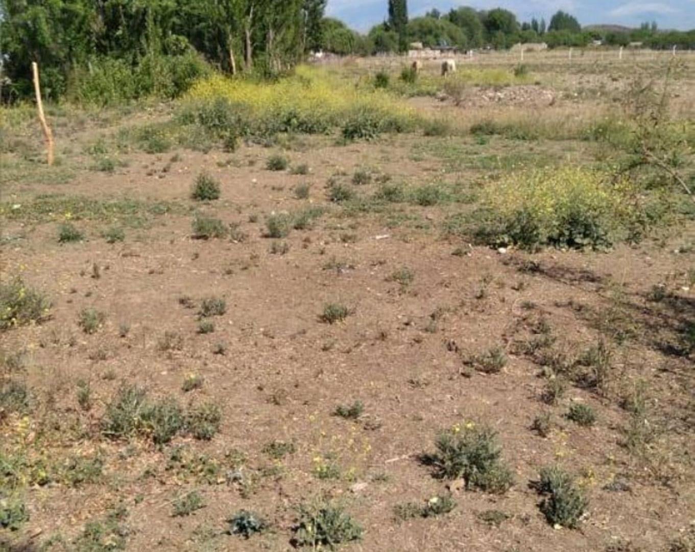 Crea Tu Campiña al Pie de la Cordillera, Tupungato