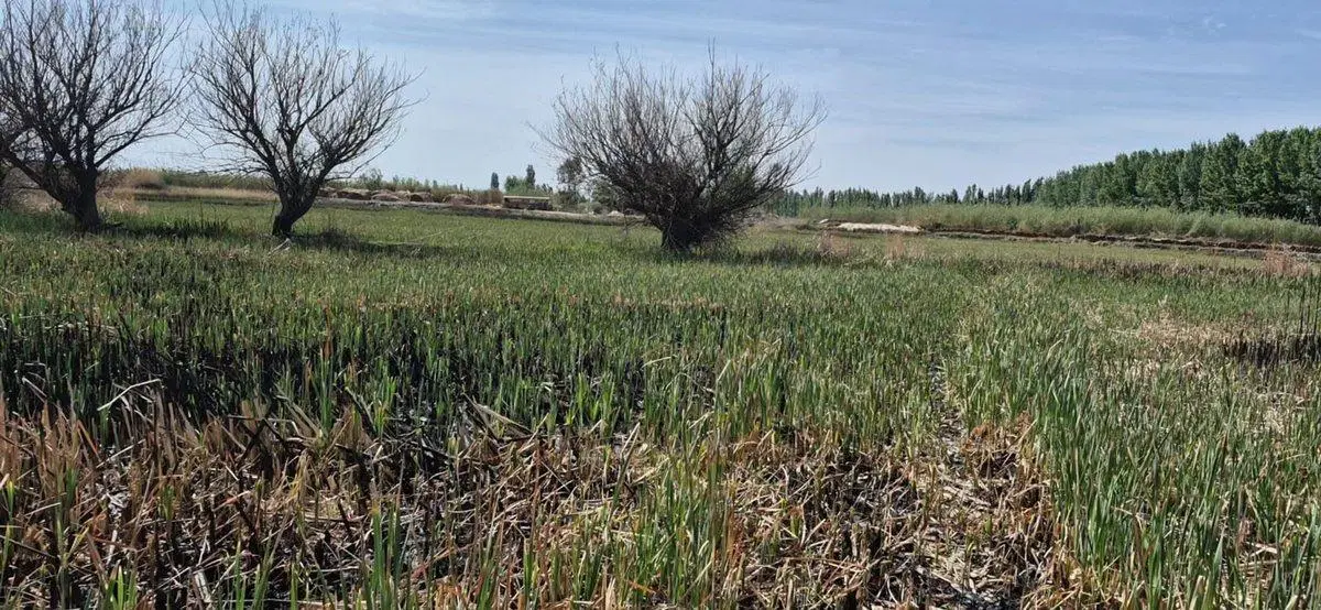 VENTA FINCA 5,7 HECTÁREAS GUAYMALLEN 3
