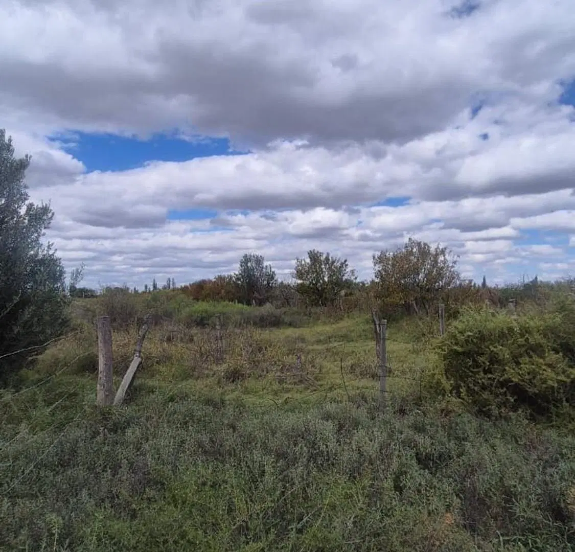 VENTA FINCA 79 HA - SAN MARTIN - MENDOZA 2