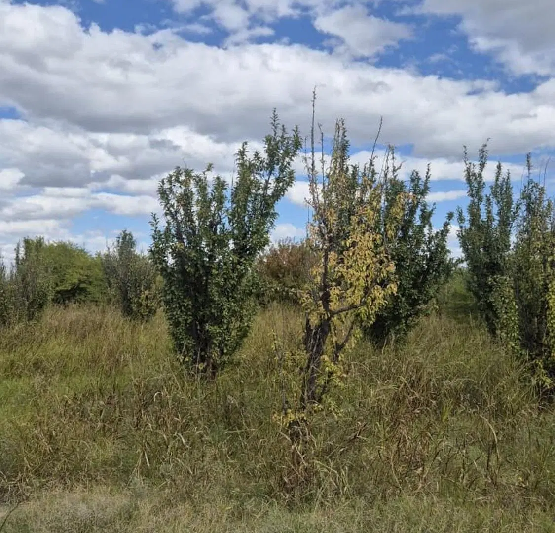 VENTA FINCA 79 HA - SAN MARTIN - MENDOZA 3