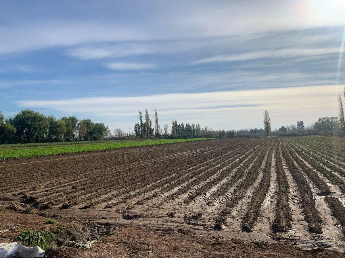 FINCA EN VENTA CORRALITOS, EN PRODUCCION 2
