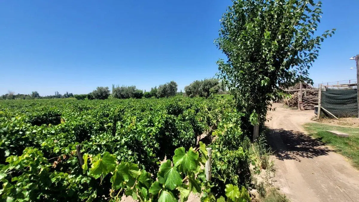 FINCA EN PRODUCCION SAN MARTIN - MENDOZA 4