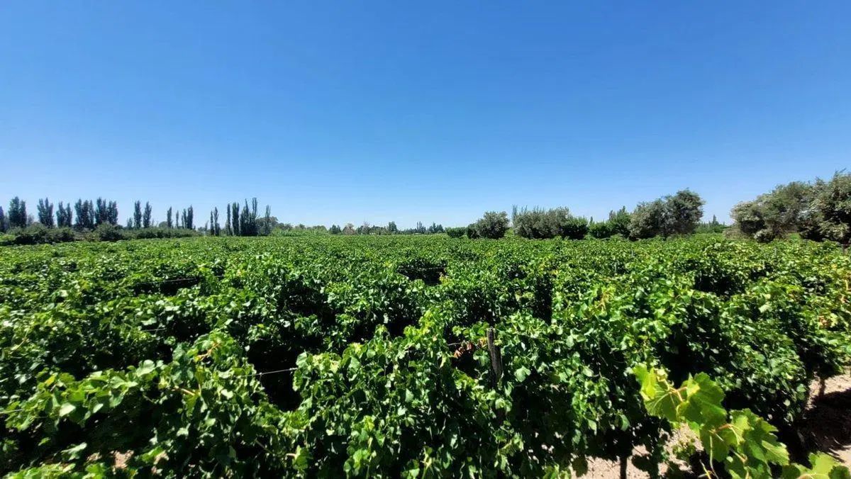 FINCA EN PRODUCCION SAN MARTIN - MENDOZA 3