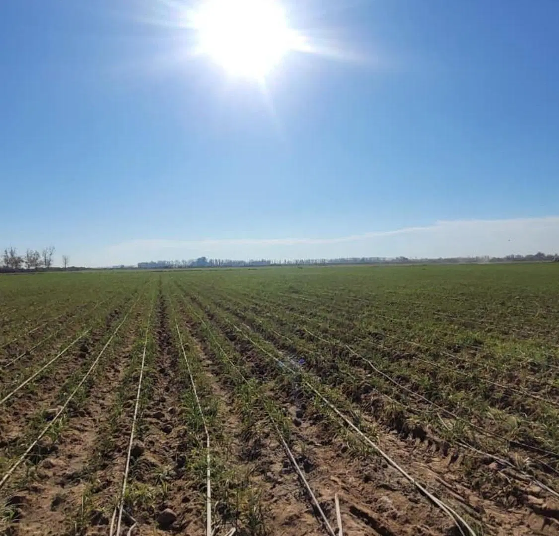 FINCA DE 25 Ha EN PRODUCCIÓN DE AJO 3
