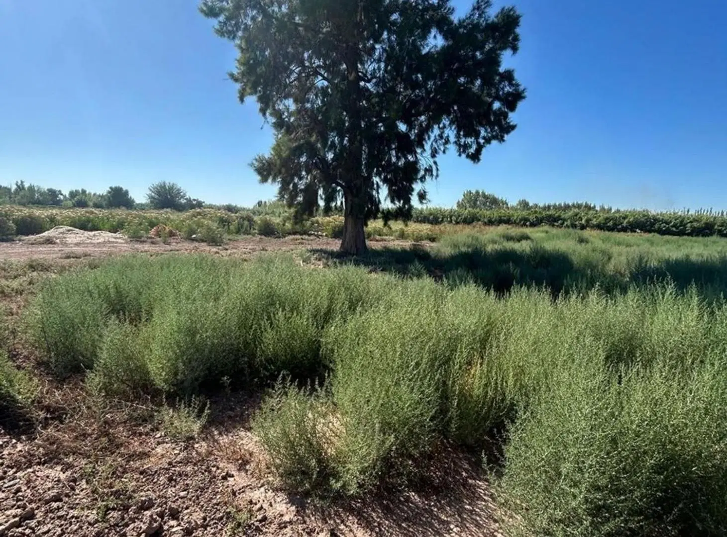 FINCA DE 7,5 HECTAREAS EN COLONIA SEGOVIA 8