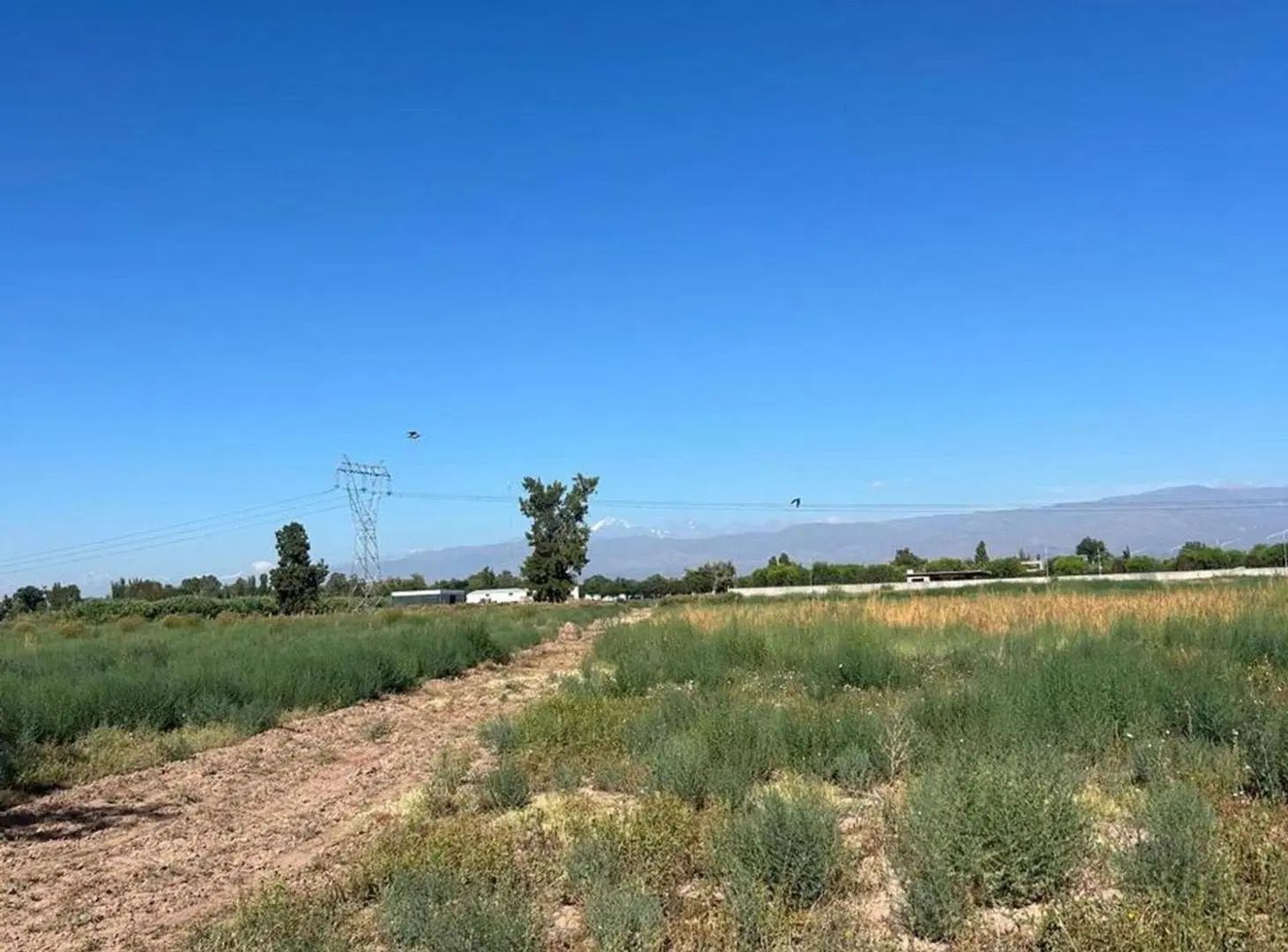 FINCA DE 7,5 HECTAREAS EN COLONIA SEGOVIA 2