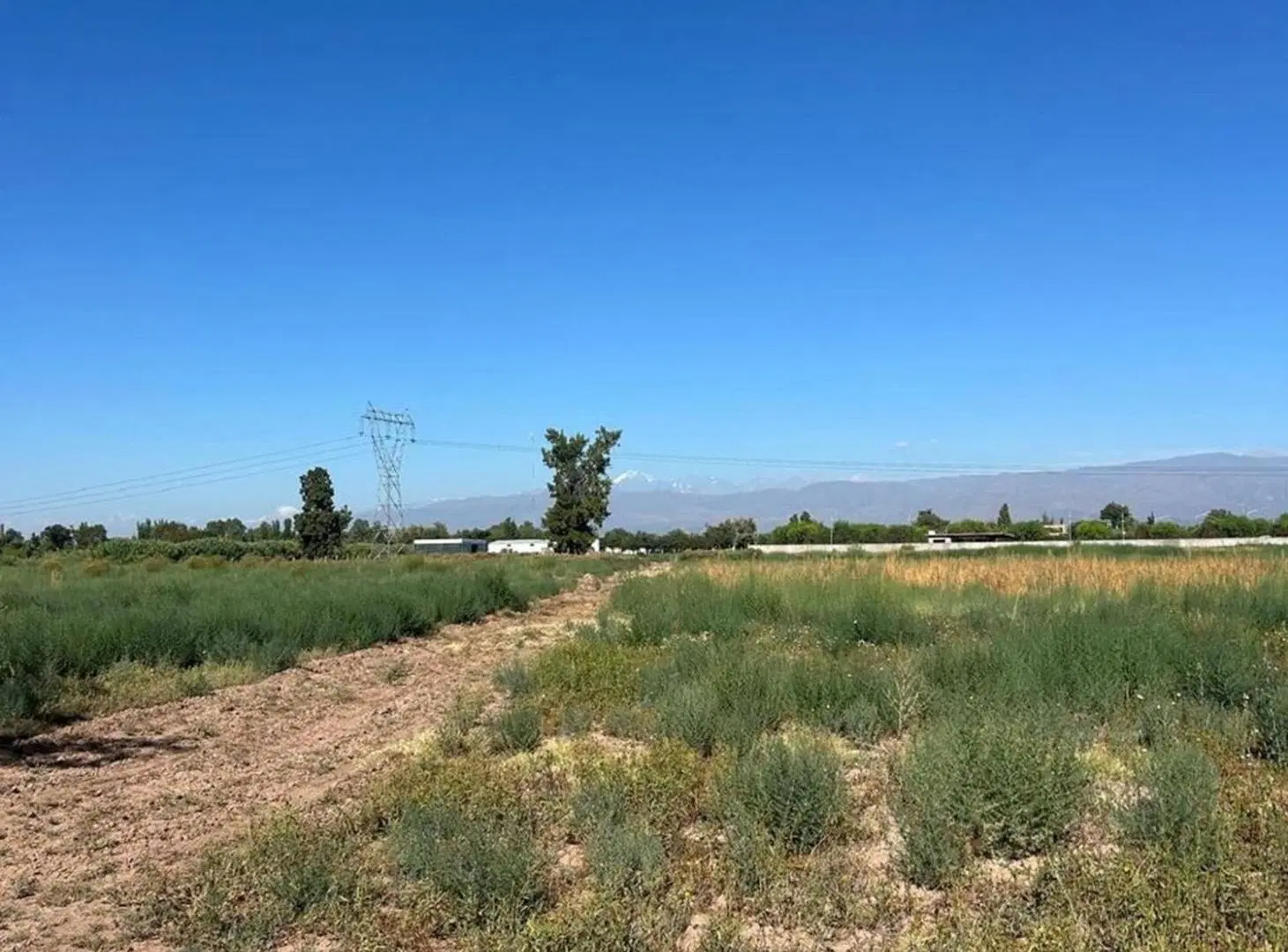 FINCA DE 7,5 HECTAREAS EN COLONIA SEGOVIA 3