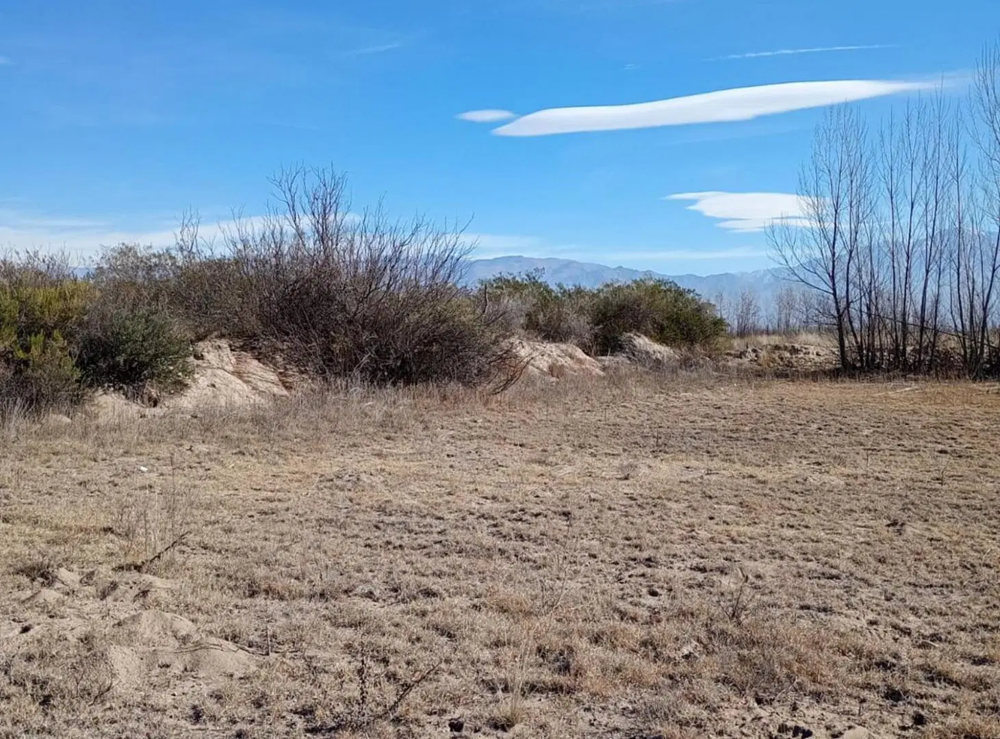 FINCA EN VENTA VALLE DE UCO NOGALES, FORRAJERIA 8