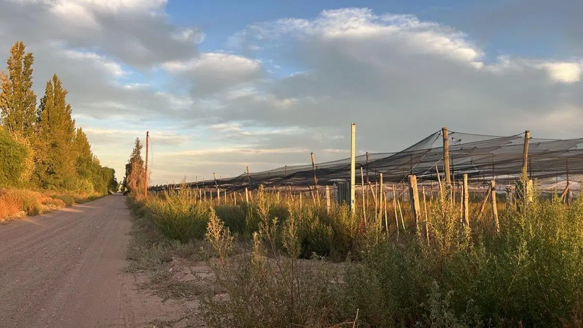 VENTA FINCA EN CHAPANAY SAN MARTIN 2