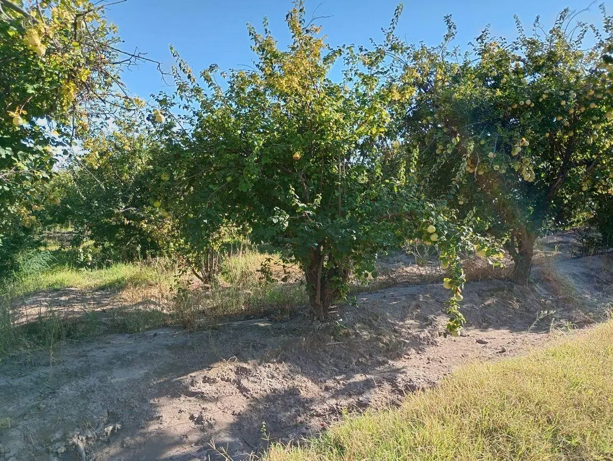 Finca Membrillera en Lavalle 4