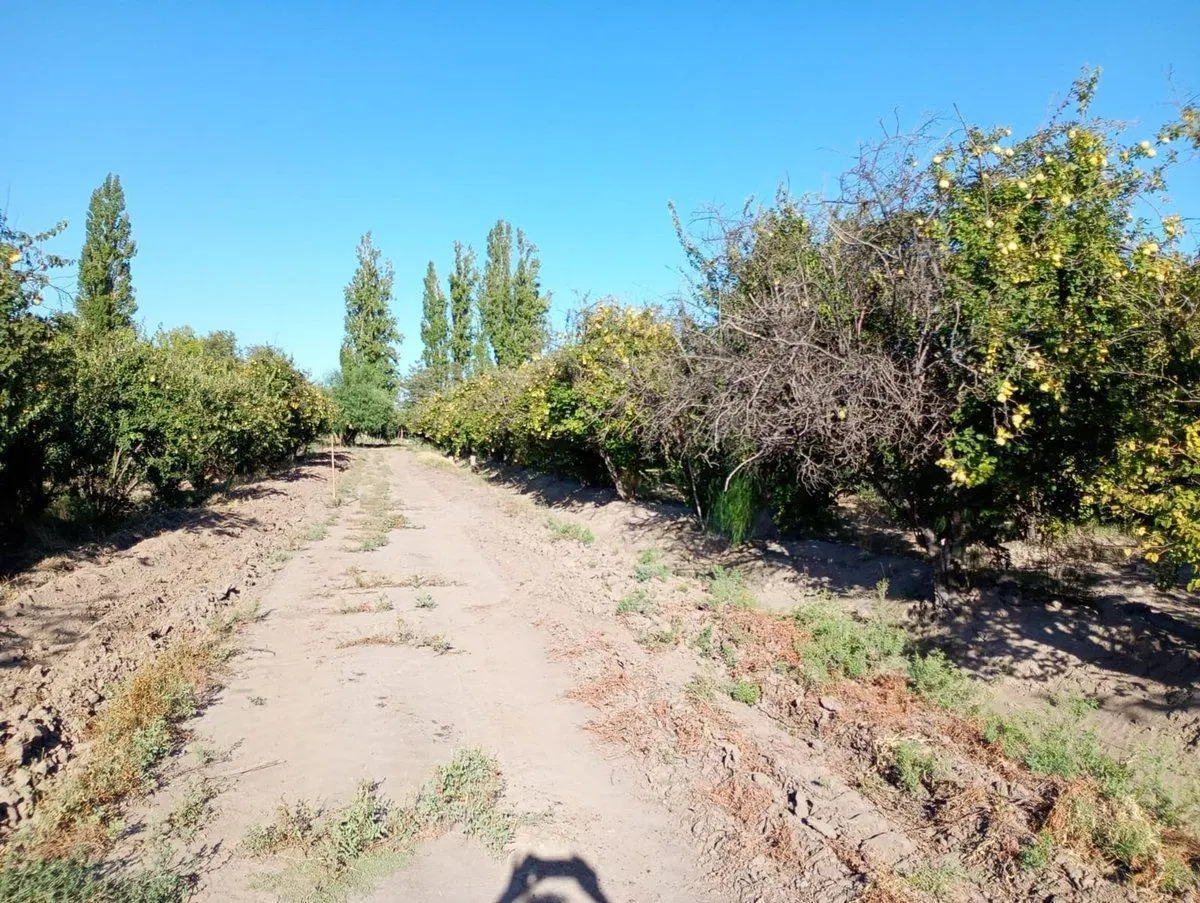 Finca Membrillera en Lavalle 7