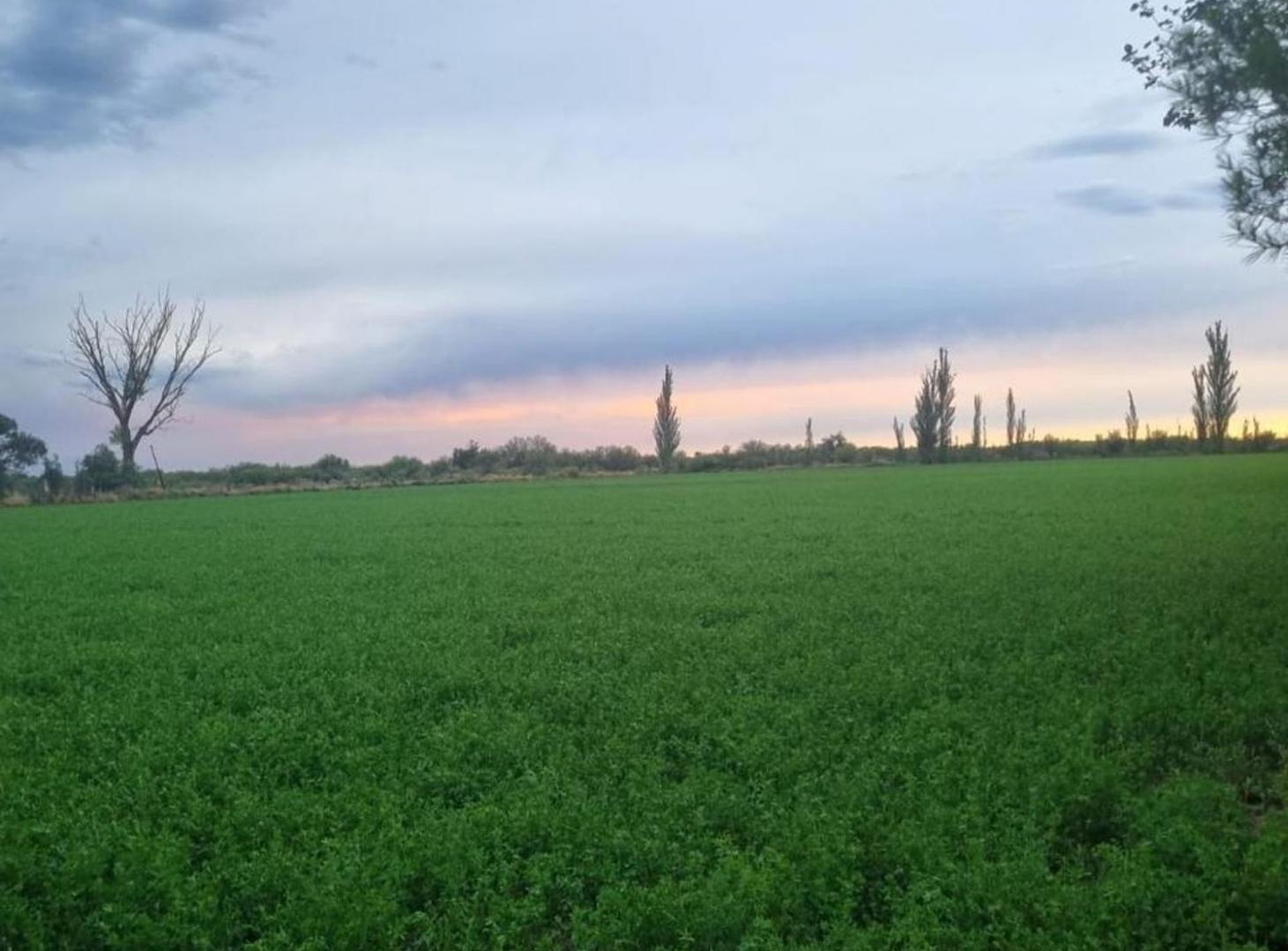 Foto de Venta de campo en Bowen, Gral Alvear, imagen 3