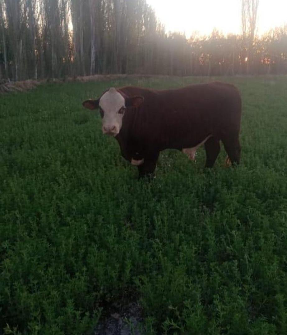 Foto de Venta de campo en Bowen, Gral Alvear, imagen 1