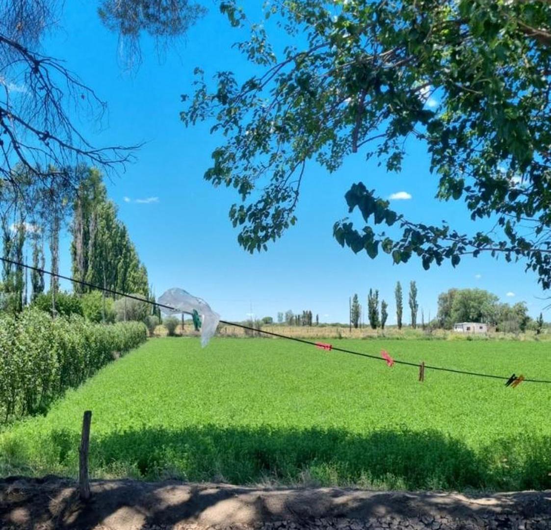 Foto de Venta de campo en Bowen, Gral Alvear, imagen 4
