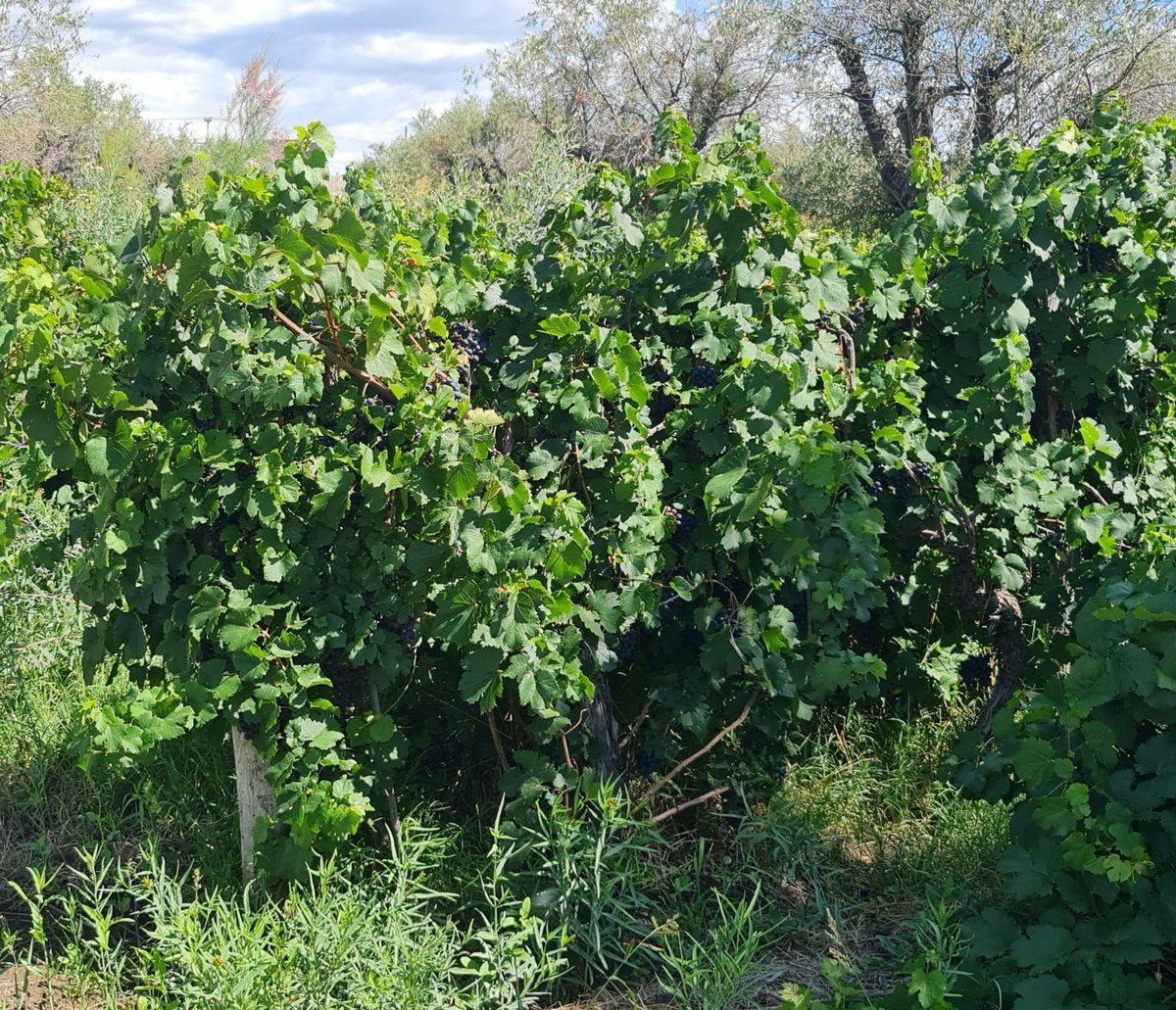 Foto de VENTA FINCA 5,8 HECTAREAS CORRALITOS GUAYMALLEN, imagen 5