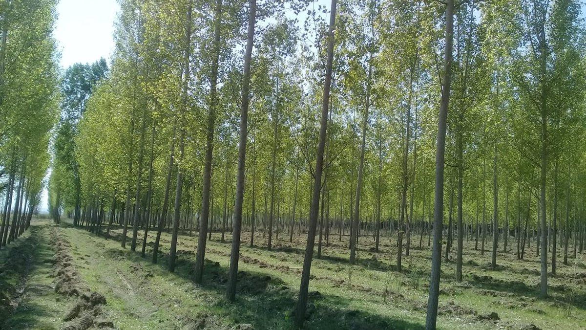 Foto de Venta de Finca/campo en Tunuyan, imagen 5