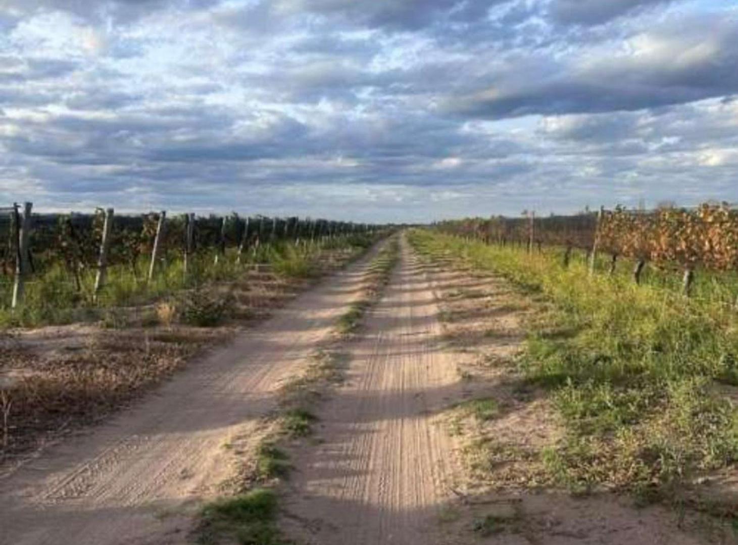 Foto de FINCA VITIVINICOLA 25 HA EN SANTA ROSA, MENDOZA, imagen 4